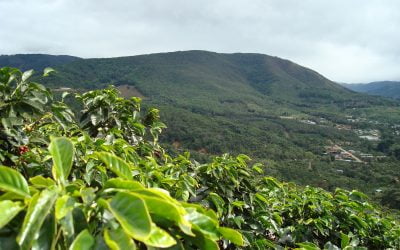 A Profile of Costa Rican Coffee